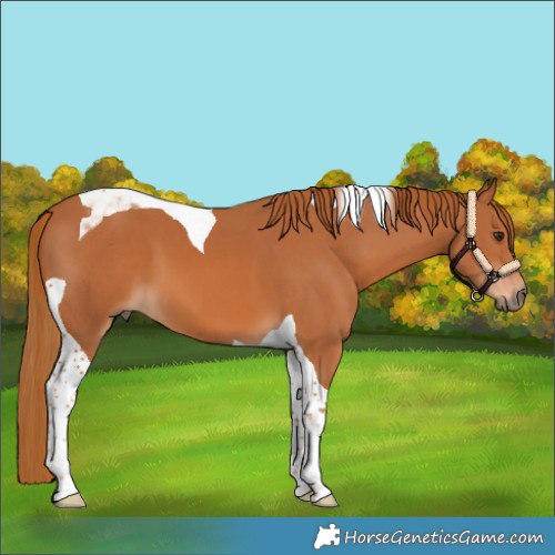 Horse Color:Chestnut Tobiano 