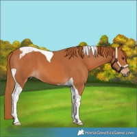 Horse Color:Chestnut Tobiano 