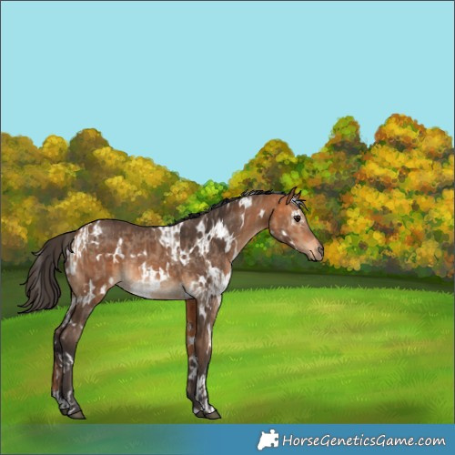 Horse Color:White Spotted Bay Dun and White Spotted Bay Rabicano