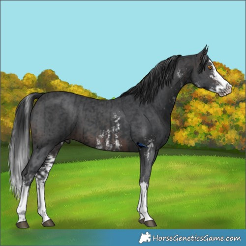 Horse Color:White Spotted Black Splash Tobiano  and Brown Sabino Splash 
