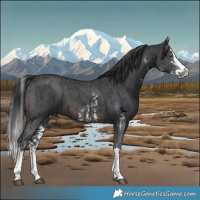 Horse Color:White Spotted Black Splash Tobiano  and Brown Sabino Splash 