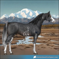 Horse Color:White Spotted Black Splash Tobiano  and Brown Sabino Splash 
