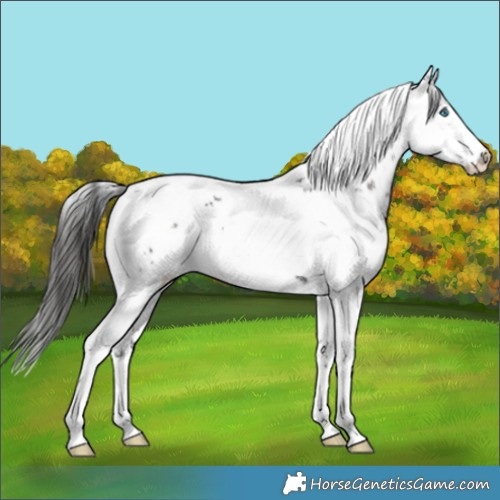 Horse Color:Liver Chestnut Frame 