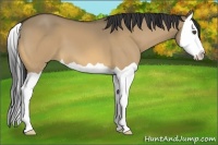 Horse Color:Buckskin Dun Splash 