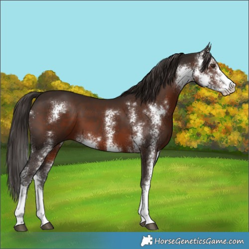 Horse Color:Liver Chestnut Sabino 