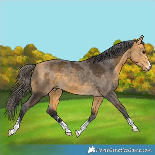 Horse Color:Buckskin Merle 