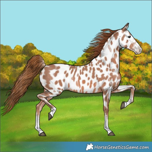 Horse Color:Chestnut Ice Sabino Appaloosa 