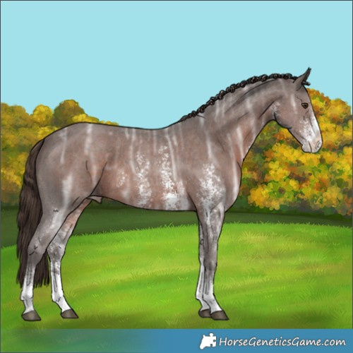 Horse Color:Liver Chestnut Ice Sabino 