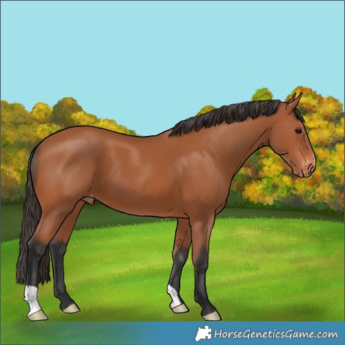 Horse Color:Bay Appaloosa 