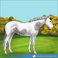 Horse Color:Grullo Ice Splash Tobiano