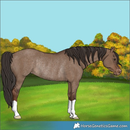 Horse Color:Liver Red Dun Appaloosa Rabicano 