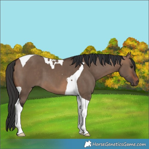 Horse Color:Brown Dun Tobiano 