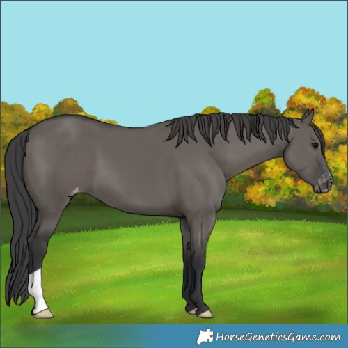 Horse Color:Grullo Appaloosa 