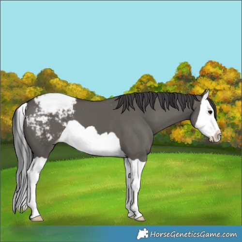 Horse Color:Grullo Splash Appaloosa 
