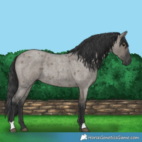Horse Color:Grullo Roan 