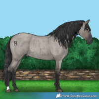 Horse Color:Grullo Roan Rabicano 