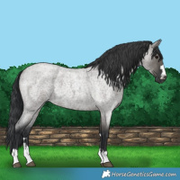 Horse Color:Grullo Roan 