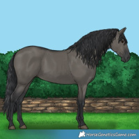 Horse Color:Grullo