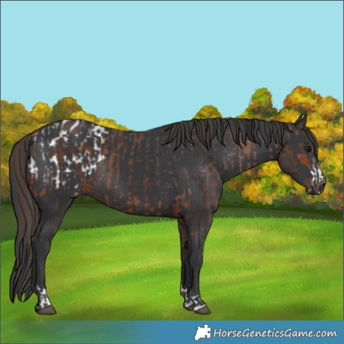 Horse Color:Bay Blanket  and Black Rabicano 