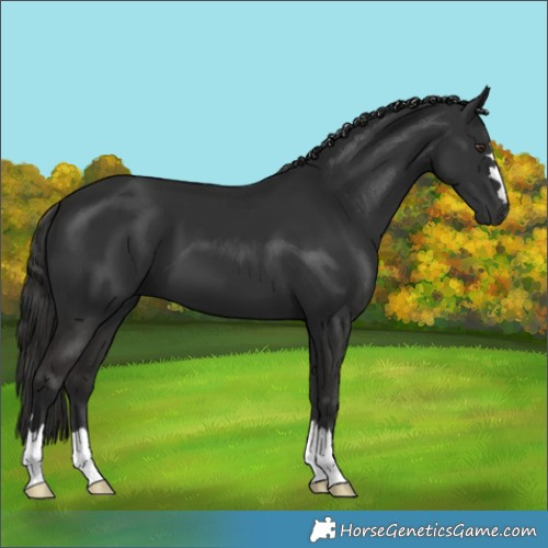 Horse Color:Liver Chestnut 
