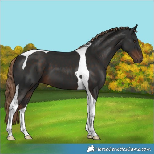 Horse Color:Liver Chestnut Tobiano