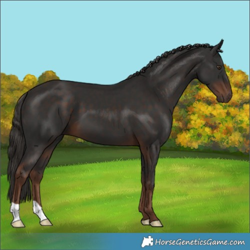Horse Color:Liver Chestnut 