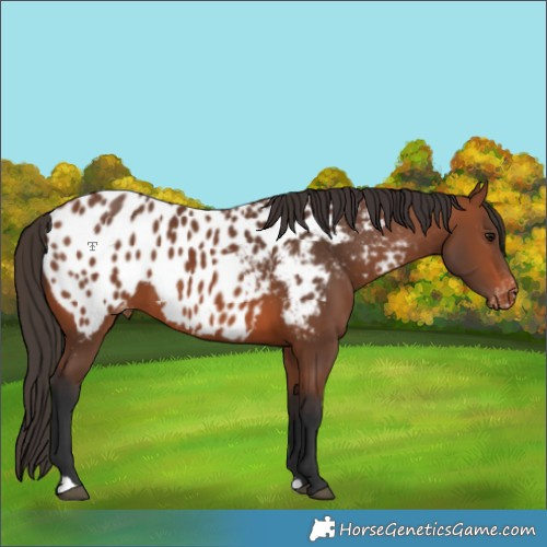 Horse Color:Bay Appaloosa 
