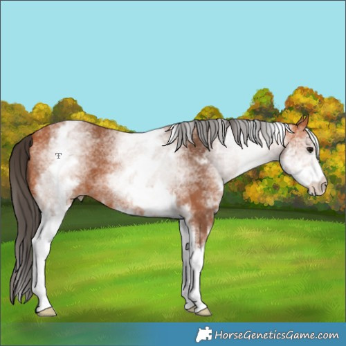 Horse Color:White Spotted Bay 