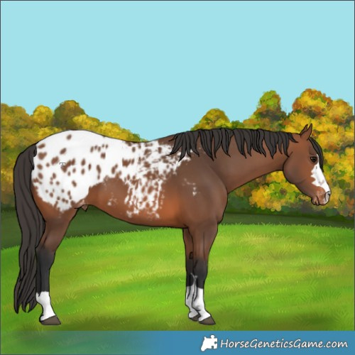 Horse Color:Bay Appaloosa 