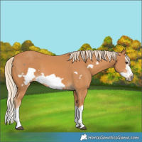 Horse Color:Chestnut Splash Frame