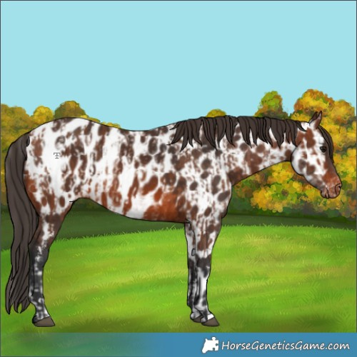 Horse Color:White Spotted Bay Blanket and Brown Near Leopard