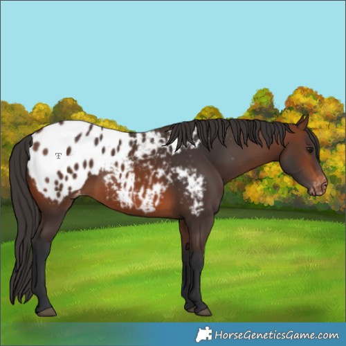 Horse Color:Brown Appaloosa 