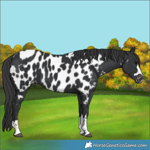 Horse Color:Black Appaloosa 