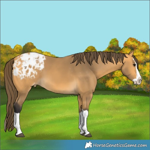 Horse Color:Buckskin Splash Appaloosa 