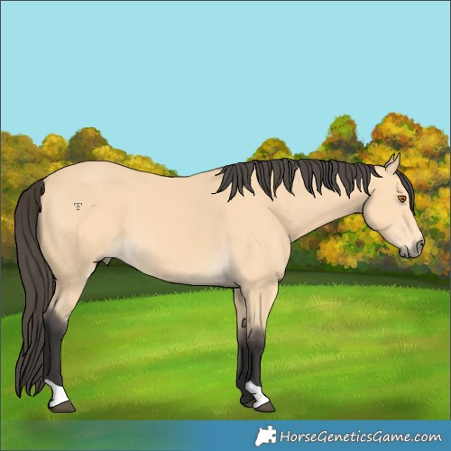 Horse Color:Buckskin 