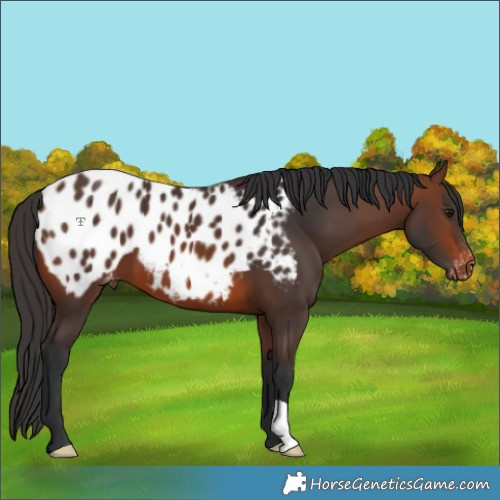 Horse Color:Brown Appaloosa 