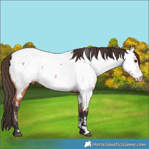 Horse Color:Bay Appaloosa
