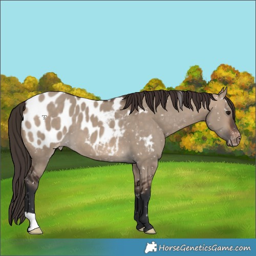Horse Color:Brown Dun Appaloosa 