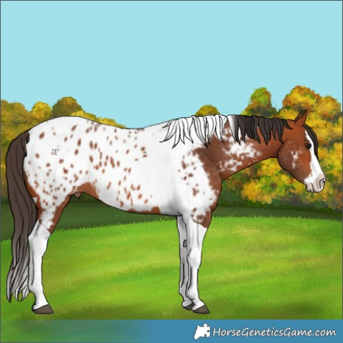 Horse Color:Bay Splash Tobiano Appaloosa 