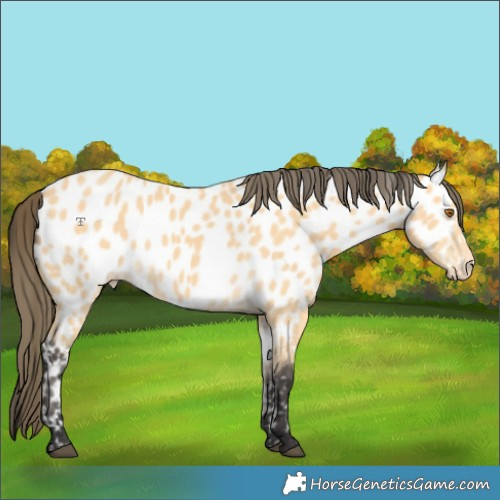 Horse Color:Buckskin Appaloosa  and Buckskin Appaloosa 