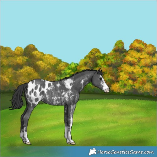 Horse Color:Black Sabino Appaloosa Rabicano