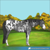 Horse Color:Black Sabino Blanket Rabicano 