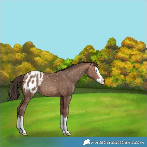 Horse Color:Sable Champagne Splash Appaloosa 