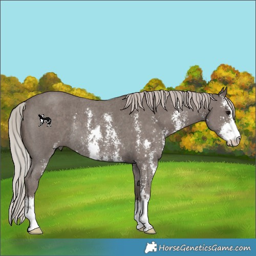 Horse Color:Silver Black Sabino Rabicano 