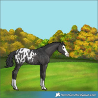 Horse Color:Black Splash Blanket Rabicano 