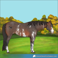 Horse Color:Brown Sabino Varnish Rabicano