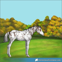 Horse Color:Brown Sabino Near Leopard 