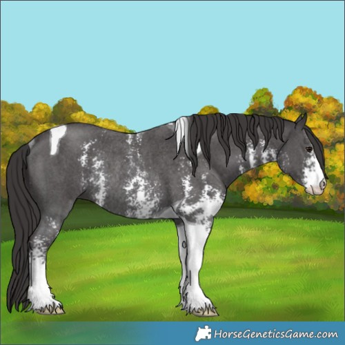 Horse Color:Smoky Black Sabino Tobiano Rabicano 