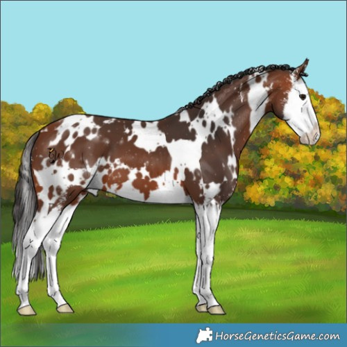 Horse Color:White Spotted Bay Sabino Splash