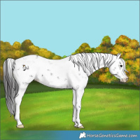 Horse Color:Smoky Black Sabino 